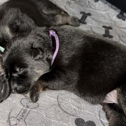Pia Purple Female - Bi-color female German Shepherd puppy in Buffalo, West Virginia from Z Tykev Vino LLC