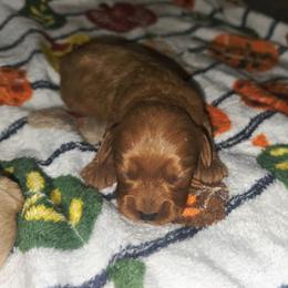 Todd - Red male Cavapoo puppy in Copan, Oklahoma from Lebel Cavapoos