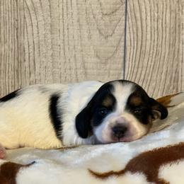 Sweetie - Piebald female Dachshund puppy in Choccolocco, Alabama from Ace’s Doxies