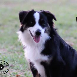 Kash - Miniature Australian Shepherd