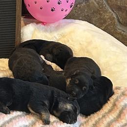 Elsa - Black and tan female German Shepherd puppy in Stanardsville, Virginia from Majestic K9 LLC
