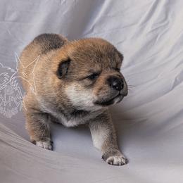Shaaku - Sesame male Shiba Inu puppy in California from WOLFOX shiba inu