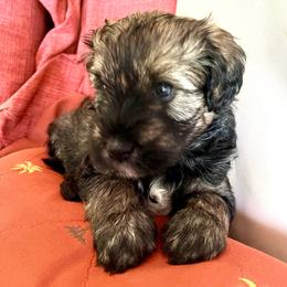 Boy 2 (green collar) - Brown male Whoodle puppy in Concord, North Carolina from RockyRiverWhoodles