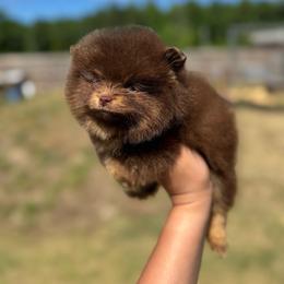 Lyra - Chocolate and tan female Pomeranian puppy in Willow Spring, North Carolina from GTBBF Pomeranians