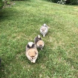Pomeranian Puppies from Legacy Poms