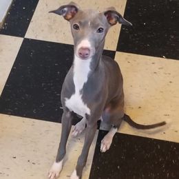 Italian Greyhounds from Akaya Italian Greyhounds