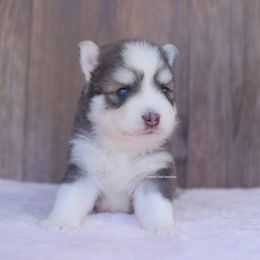 Rowan - Blue male Pomsky puppy in Boca Raton, Florida from Cardinal Point Pomskies