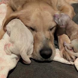 Golden Retriever Puppies from Loposky Goldens