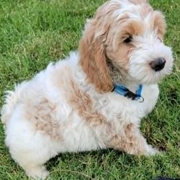 Charles Bingley- BLUE - Parti male Goldendoodle puppy in Fort Worth, Texas from Stacy Warwick