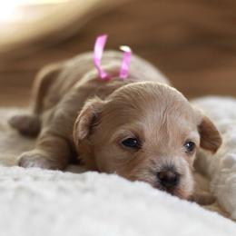 Miss pink collar - Cream female Maltipoo puppy in Springtown, Texas from North Texas Puppies