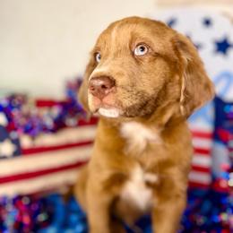 Breckenridge - male Australian Mountain Doodle puppy in Lookout, California from Remington Kennels, LLC