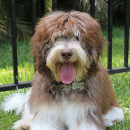 Roscoe - Australian Labradoodle
