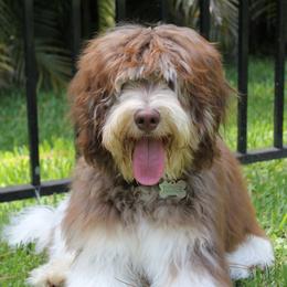 Roscoe - Australian Labradoodle