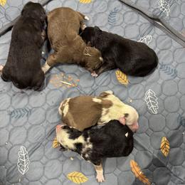 Miniature Australian Shepherd and Toy Australian Shepherd Puppies from Ashley's Aussies, LLC