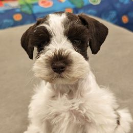Miniature Schnauzers from Parti Favor Schnauzers