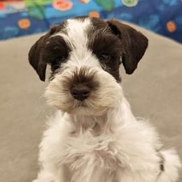 Miniature Schnauzers from Parti Favor Schnauzers