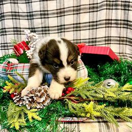 Gumdrop - Black tri-color female Australian Shepherd puppy in Kentland, Indiana from Pine Grove Aussies