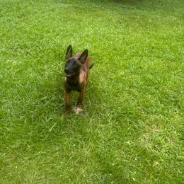 Dark purple collar 12 - Fawn female Belgian Malinois puppy in Midway, Georgia from C4MALINOIS