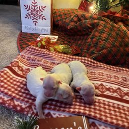 Girl 2 - White Coton de Tulear puppy in Ludington, Michigan from Cotten's Sunset Kennels