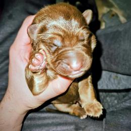 Yellow - Sable female German Shepherd puppy in Lebanon, Pennsylvania from East Coast k9's