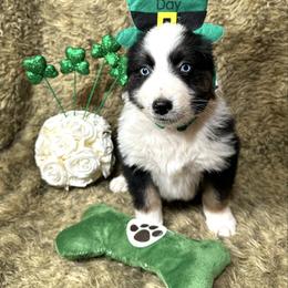 Tank - Black & white male Australian Shepherd puppy in Vail, Iowa from Homegrown Huskies