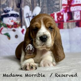 Madame Morrible - Mahogany and white female Basset Hound puppy in Dingess, West Virginia from Tuckers' Howling Hounds