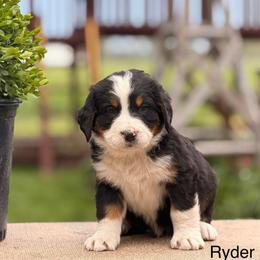 Male 5 - Tri-color male Bernese Mountain Dog puppy in New Haven, Indiana from Maumee Berners