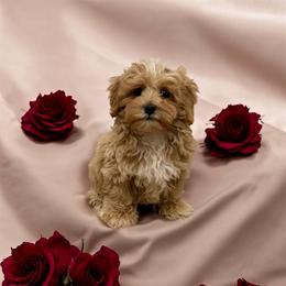 Orion - Red male Maltipoo puppy in Philadelphia, Pennsylvania from HMH’s Boxers, Maltipoos & Cavaliers