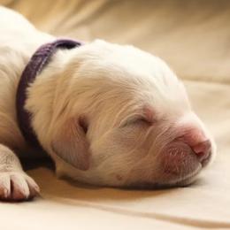German Shepherd and Golden Retriever Puppies from Sweet Breeze Acres