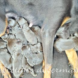 Doberman Pinscher puppies from Double-Take Doberman Kennels