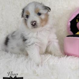 Vow - Blue merle male Australian Shepherd puppy in Jonesborough, Tennessee from Lotus Australian Shepherds