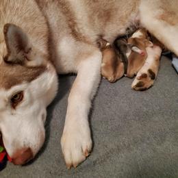Siberian Husky Puppies from Naturez Siberians