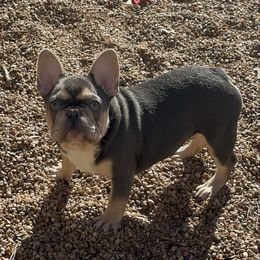 Urkel - Tricolors male French Bulldog puppy in Houston, Texas from Goatlinebullies
