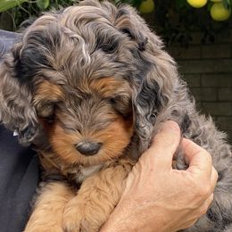 Atticus - Merle male Bernedoodle puppy in Palm Desert, California from Palm Canyon Bernedoodles