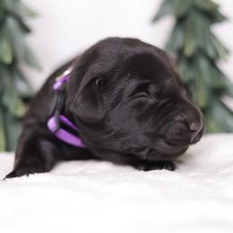 Labrador Retriever Puppies from AGL Retrievers