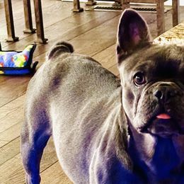 Prue - French Bulldog