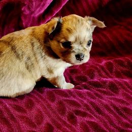Chihuahua Puppies from Chosen Chihuahuas