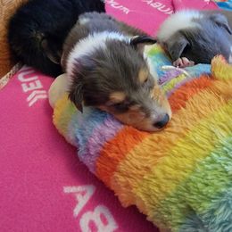 Collie Puppies from Qualteri Collies