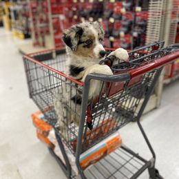 Australian Shepherd Puppies from Badlands Australian Shepherds