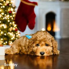 Assorted Doodle Crosses, Bernedoodle, Goldendoodle, and Labradoodle Puppies from Erica’s Doodles