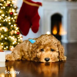 Assorted Doodle Crosses, Bernedoodle, Goldendoodle, and Labradoodle Puppies from Erica’s Doodles