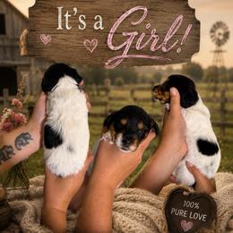 Black and Tan Piebald - 1500 - Piebald female Dachshund puppy in Williston, Florida from Teenie Weenie Dachshunds
