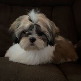 Ruby - Black gold and white female Shih Tzu puppy in Eastvale, California from Gigi’s Shih tzu