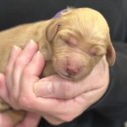 Bo Peep-purple collar - Red  female Goldendoodle puppy in Chino Valley, Arizona from Whiskey Row Royals