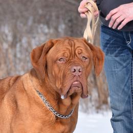 Zeni - Dogue de Bordeaux