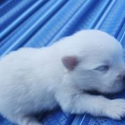 Boy 1 - White male American Eskimo Dog puppy in Macomb County, Michigan from Northland Skies Eskies