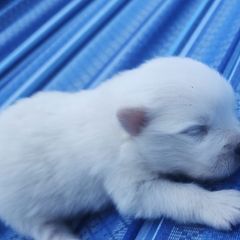 Boy 1 - White male American Eskimo Dog puppy in Macomb County, Michigan from Northland Skies Eskies