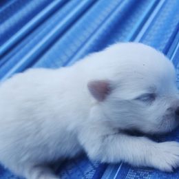 Boy 1 - White male American Eskimo Dog puppy in Macomb County, Michigan from Northland Skies Eskies