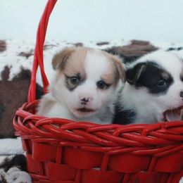Pembroke Welsh Corgi Puppies from GLC Corgis