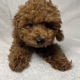 Poodle Puppies from Coasta J’s Toy Poodles